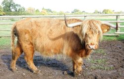 KIKE10-- also known as Mairi Ruadh 5th of Innisard -- was born on 1 May 1993. She is currently for sale, with a bull calf at foot born 3 May 2005 (UK302940600063).