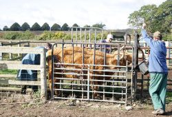Our veterinarian,Richard Chamings, doing a pregnancy test on KIKE10. She has a bull calf at foot, born on 3 May 2005. She is not pregnant, so we will put her back in with Lord Rannoch of Lucies.