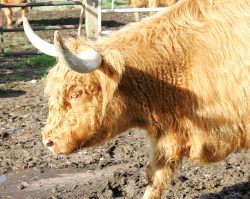 UKIP035700033-- Mairi Ruadh 9th of Innisard -- born on 30 January 1997. Sold with a bull calf at foot, UK302940600070 born 8 August 2005. PD'd on 13 October 2005 byRichard Chamingsand confirmed in calf. Sold 12 Nov 05.