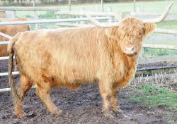 UKIP035700033-- Mairi Ruadh 9th of Innisard -- born on 30 January 1997. With a bull calf at foot, UK302940600070 born 8 August 2005. PD'd on 13 October 2005 byRichard Chamingsand confirmed in calf. Sold 12 Nov 05.