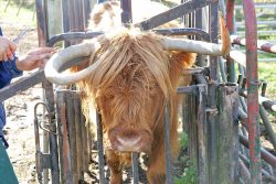UK302940300046-- Neonag 1st of Brucefield -- born 25 March 1991. Last calves 1 July 2005.