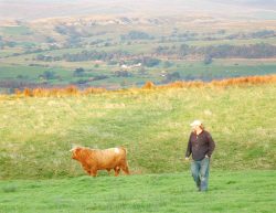 The Highland bull surveying his new home in Lancashire. He arrived at his new mountain top in what photographers call the "Magic Hour." But Marjorie and I were too exhausted and grumpy -- from a six hour drive from Worcestershire -- to really enjoy the gorgeous scenery.