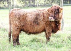 Alice 1st of Clova - Born 19 Mar 1988. She's moving to Wales in a few weeks --- in the meantime, we took her down to Birchfields 2 this morning (23 Oct 05) to have a brief affair with Lord Rannoch of Lucies.