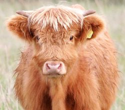 Young steer, son of UK302940500048 (Kirsty 1st of the Kiln) and Lord Rannoch of Lucies, photographed 23 Oct 05