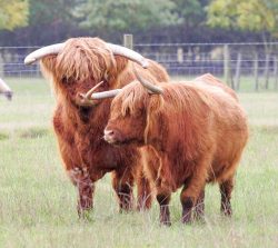 The ladies were just put back with Rannoch today (23 Oct 05), so Rannoch is seeing if he still has his charm with the ladies.
