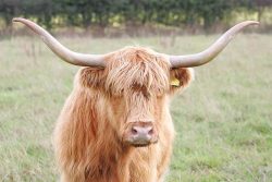 Born 18 Dec 1994. Last calf born 15 Feburary 2004. Has been with the bull for the past several months. Kirsty is for sale.