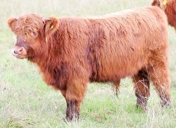 This little steer is the son of Alice 1st of Clova. He's moving, along with his mother, to Wales in the next few weeks. This steer was born on 15 Mar 05, photographed on 23 Oct 05.