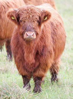 This steer, the son of Alice 1st of Clova, is moving to Wales in a few weeks.