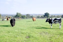 Aberdeen Angus (black steer on the left), Highland cattle (red steer in the middle), and a Guernsey - Belgian Blue cross (black and white cow on the right) enjoying the sunshine at the 11-acre field, overlooking the Severn.