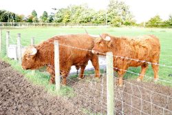 Our junior Highland bull UK302940100030 (born 16 Feb 03) pushing through the fence with UK302940600028 close behind. The cow has been sold with calf at foot, and is about to move to Wales. The bull has also been sold to another purchaser in Wales.