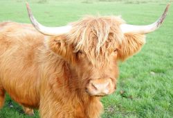 This Highland cow, born on 23 Jan 03, wasfor salealong with her male calf at foot, UK302940400068 born 7 Jul 05. They were both sold on 8 Nov 05 and are now happily residing in Staffordshire.