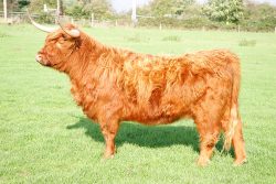 Born 28 Jul 2002. Sold, along with her calf at foot (UK302940500069).
