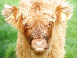 This young male calf, born 7 Jul 05, was sold with his mother, UK302940200031 dob 23 Jan 03. They are both now happily residing in Staffordshire.