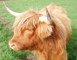 Born 23 Jan 03, this Highland cow was sold along with her male calf at foot, UK302940400068 born 7 Jul 05. Mother and son are now happily residing in Staffordshire.