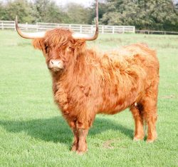 Born 28 Jul 2002. Sold, along with her calf at foot (UK302940500069).