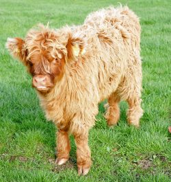 Highland calf, born 7 Jul 05, sold with his mother, UK302940200031 born 23 Jan 03. Both moved to their new home in Staffordshire on 8 Nov 05.