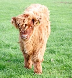 Sold along with his mother UK302940600028. This young calf, born 17 Jul 05, is about to move from sunny Worcestershire to rainy Wales...