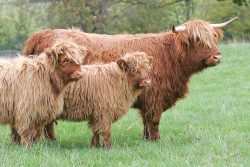Photographed at Bredons Norton, 5 November 05, just before we rounded up the older cow to bring her back to Lucies Farm.