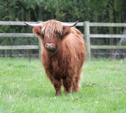 To view her pedigree, pleaseclick here.