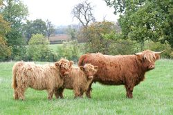 To view the pedigree of the cow, UK302940 200038, pleaseclick here. Photographed at Bredons Norton on 5 Nov 05, before Mom was separated from her calf. I suspect she was at the stage where she was pleased to say good-bye.