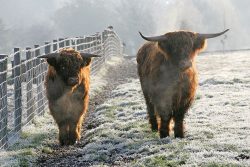 A cold Saturday morning in November. Two Highland steers staring at me -- UK30294020052 (born 10 Apr 04) and UK302940500041 (born 25 Jul 03).