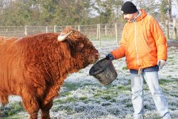 Trying to lure one of the cows into the stock trailer --- we thought we'd have better luck with His Lordship, and she'd follow. "No" on both counts, I'm afraid.