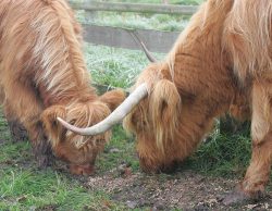 Enjoying a snack before their trip to their new home in Wales.