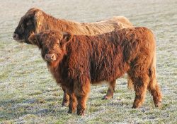 "Spooky" Alice is our only Highland cow minus her horns. Our former stockmen wouldn't handle her as they felt she was too dangerous, so the compromise was to keep her (instead of kill her) but minus her horns. Alice and her calf have now moved to a new home in Wales.