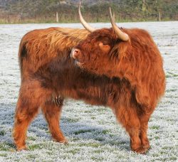UK302940600028 was scheduled to go (along with her calf) to a wonderful new home in Wales. We spent two days trying to box her, and finally gave up --- at least for the time being. In this photo, she's mooing at her calf, who we did manage to catch.