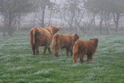 Photographed on a frosty November morning as the three Highlanders moved on to another place.