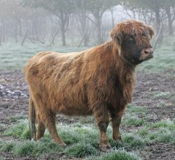 We were trying to get Alice to join her calf for the trip to Wales. She's cunning, and would do everything possible to avoid being caught. In the end, after two days, our patience paid off --- the lure of her calf and food was just too great, and Marjorie snuck in and closed the gate behind her.