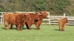They look so cute, all lined up on a sunny Sunday morning. But two of these Highland cattle have proven to be impossible for us to catch despite hours of trying. You should see them jump the fences!