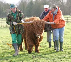 This is the steer we couldn't catch. We finally had to get the Warden from theWest Midland Safari Park, Bob Lawrence, to assist us.
