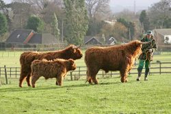 Bob is trying to catch UK302940 500041 --- he is the most wily, cunning Highland steer we've ever had.