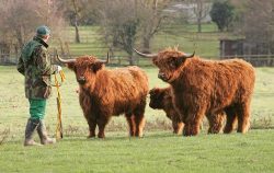 They've both been drugged (by dart) but do not seem ready to roll on the grass.