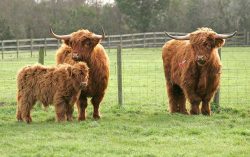 After we got the cow and calf into the trailer, they began the drive to their new home on a hilltop in South Wales. The steer UK302940500041 has been moved into a stable so we can hopefully socialise him a bit.