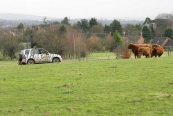 This is actually the moment that the dart hit the steer (UK302940500041). You can see him losing his step on the right of the photograph, with the red tip of the dart showing. Bob Lawrence, from the West Midland Safari Park, has just fired the air rifle.