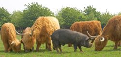 Highland Cattle and Kurobuta Pig Eating Together
