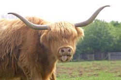 Highland Cow Sticking Out Her Tongue
