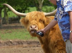 Highland Cow Enjoying A Cold Beer