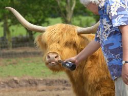 Highland Cattle Enjoying a Cold Beer