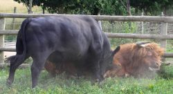 Lord Rannoch, our Highland bull, smashed through the thick (and, we thought, sturdy) wooden fence while we were watching to take on Ballet Cruz, an Aberdeen Angus bull. Poor move, Rannoch. This shows that horns are no match for a size and youth. Fortunately, only Rannoch's pride was injured. Zbig and Gregorz ran into the fray (sort of) and separated the two angry bulls.