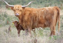A boy has to stick close to Mom
