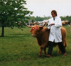 Steve Patch Showing a Highland Cow
