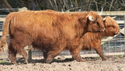 Raised by Jim Mercer of Little Clevelode. The steer Hamish (UK164609-600055) in the foreground and the heifer Balamory (UK311538-300001) in the background.