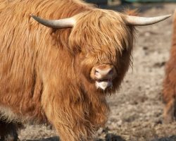 This Highland heifer (Balamory) was so hot --- after Ross chased her around the field --- that she was panting.