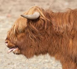It was a warm afternoon and this young Highland heifer was just moved up to the field near the house. Ross, the older bull, ran her all around the field --- and she was panting at the end of the unsuccessful courtship ritual.
