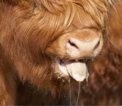 I've never seen Highland cattle pant before. There was plenty of water in the two troughs, but they decided to pant instead.