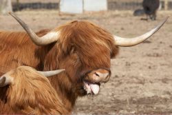 Panting Highland Steer - Hamish