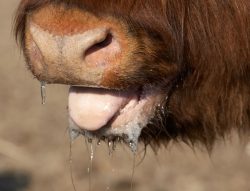 Panting Highland Cow